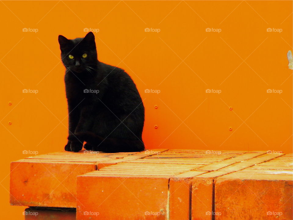 Orange wall and black cat