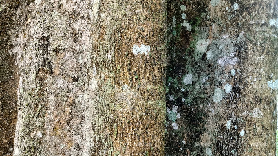 TRONCO ÁRVORE CASCA