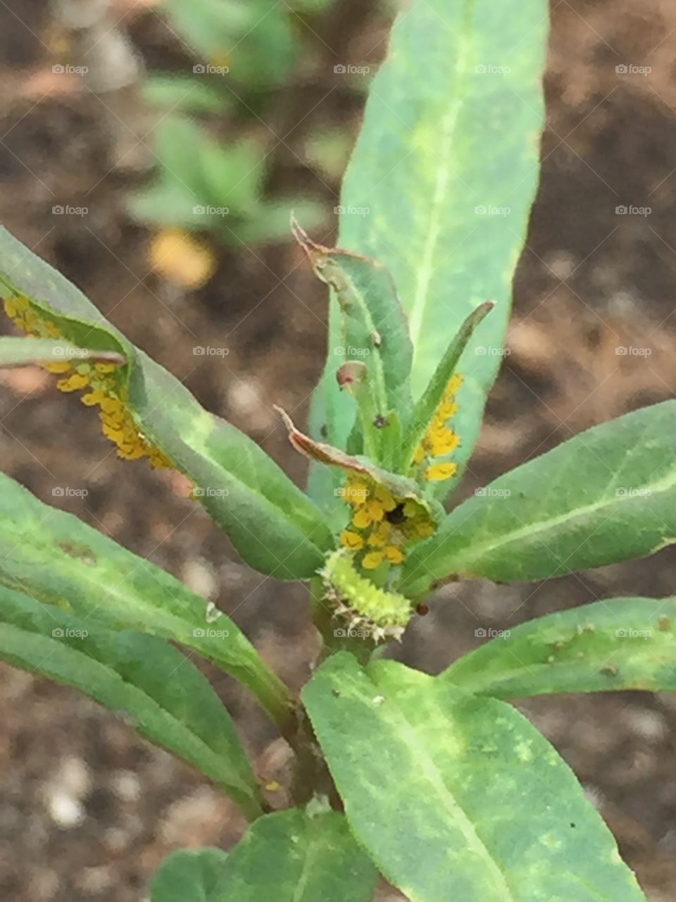 Green spiky caterpillar 