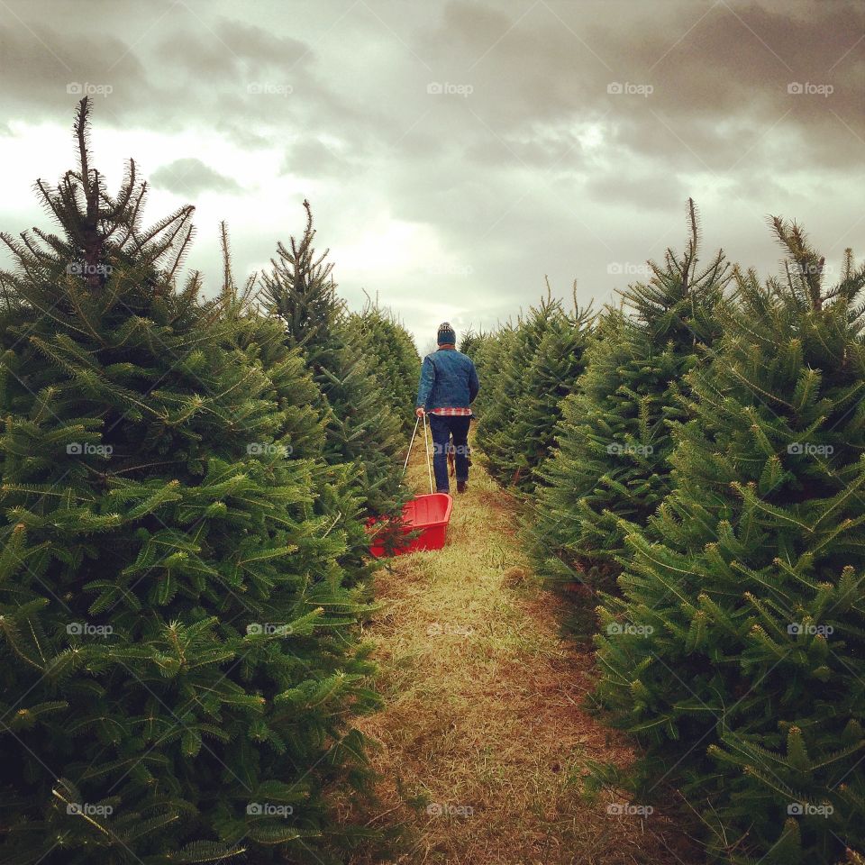 Christmas farm 