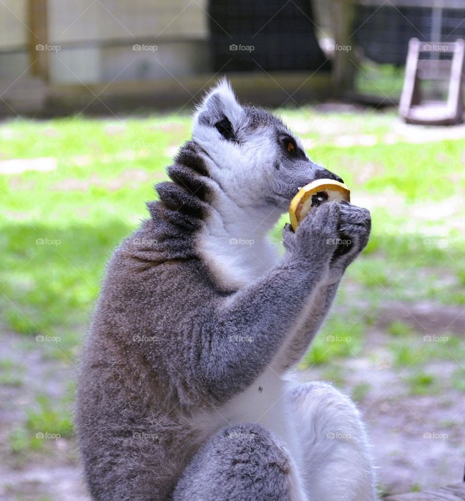 A grey, black, and white lemur sitting down eating yellow fruit with his hands