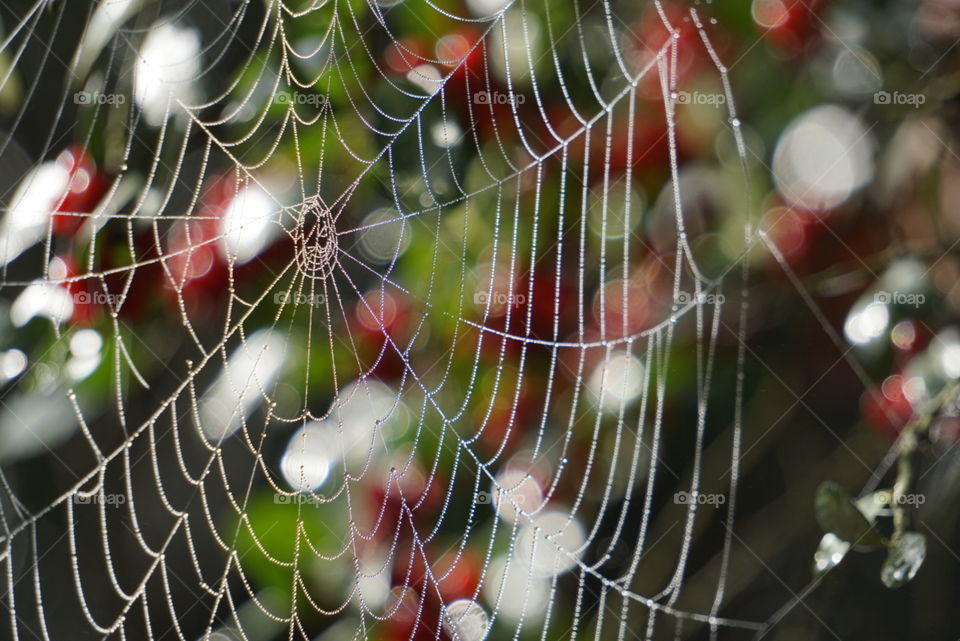 Morning dew upon the stringed web of a spider. The dense fog made every part of this webs details shine through. 