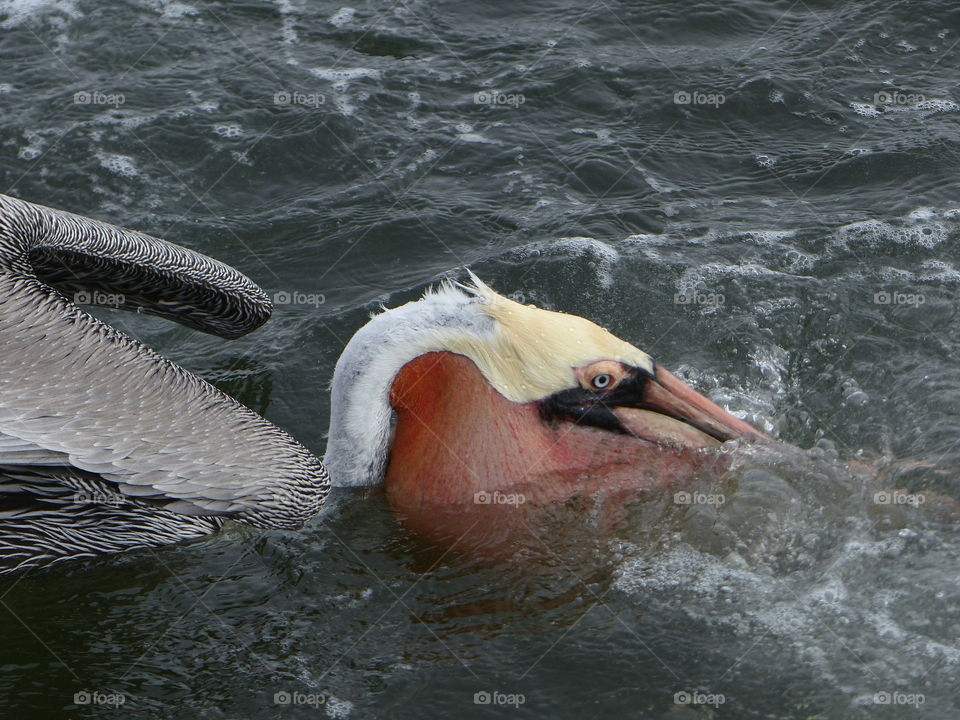 Pelican surrounded by  bubbles 