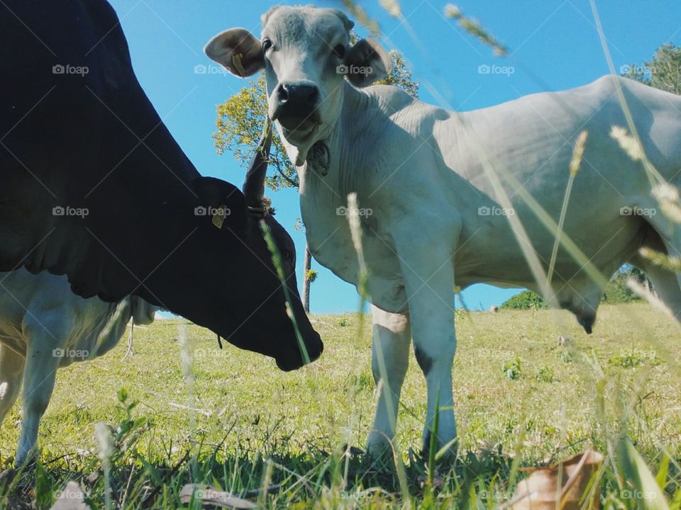 Graciosos, mãe e filho