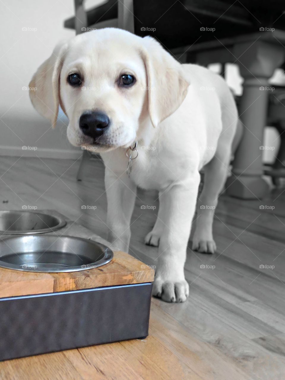 Our polar White Lab "Duke"