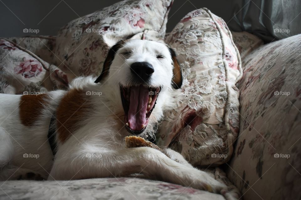 Cute dog getting cozy on couch 