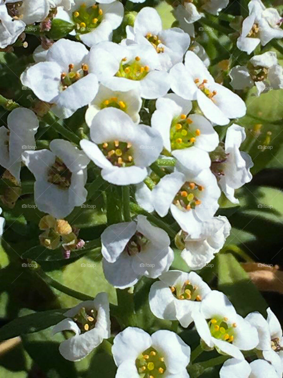 Alyssum