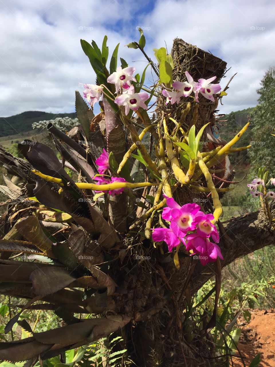Orquídeas lindas