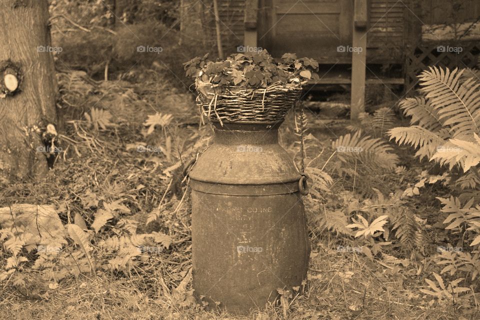 Antique milk can in garden. Antique milk can in garden as pedestal for wicker planter filled with impatience, sepia image