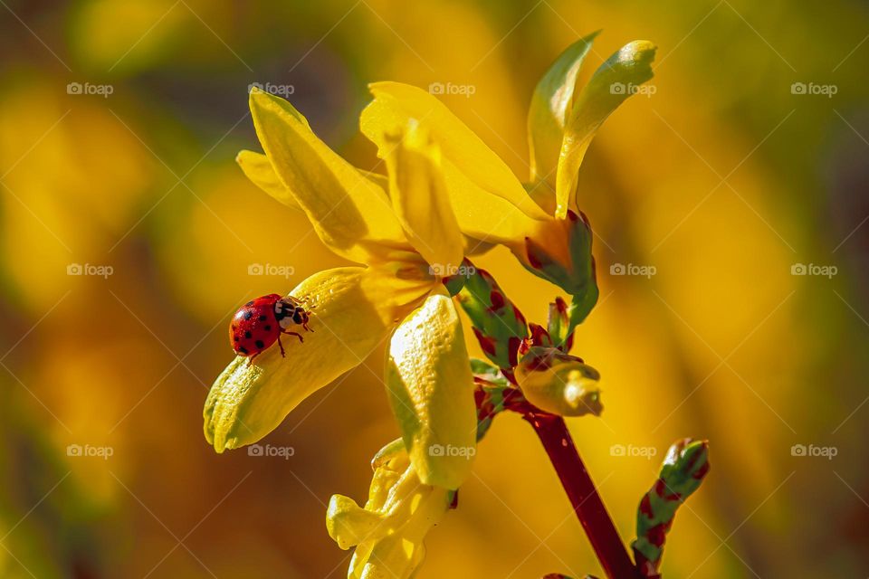 ladybug at the yellow flower