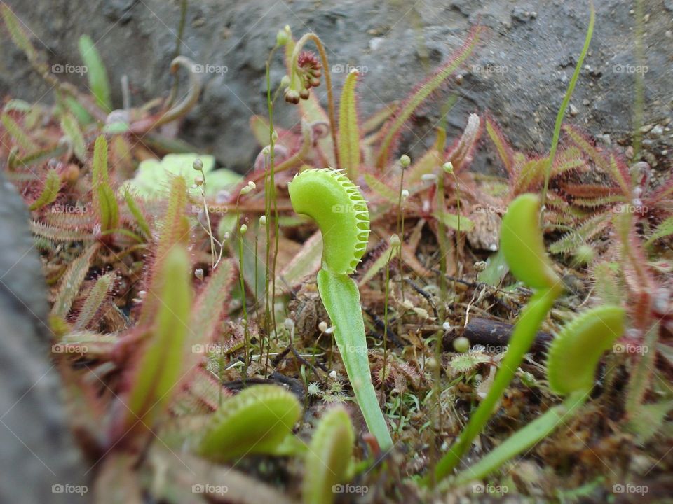 Venus Flytrap. Venus Flytrap