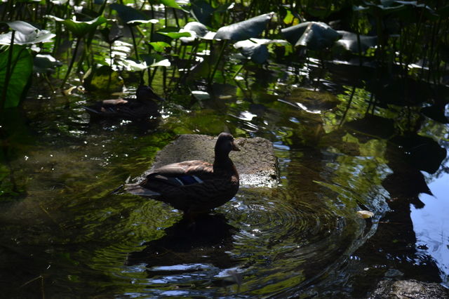 ducks in nature