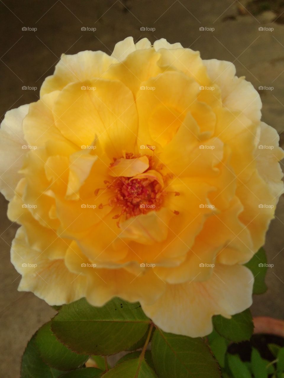 Flor de mi jardín altanero