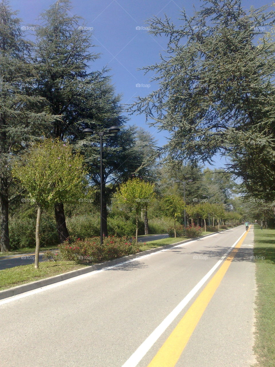 maritime environment, road to, trees and grass
