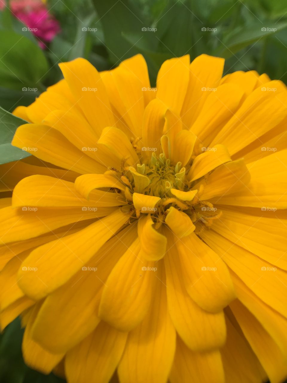 Mustard fuchsia flower