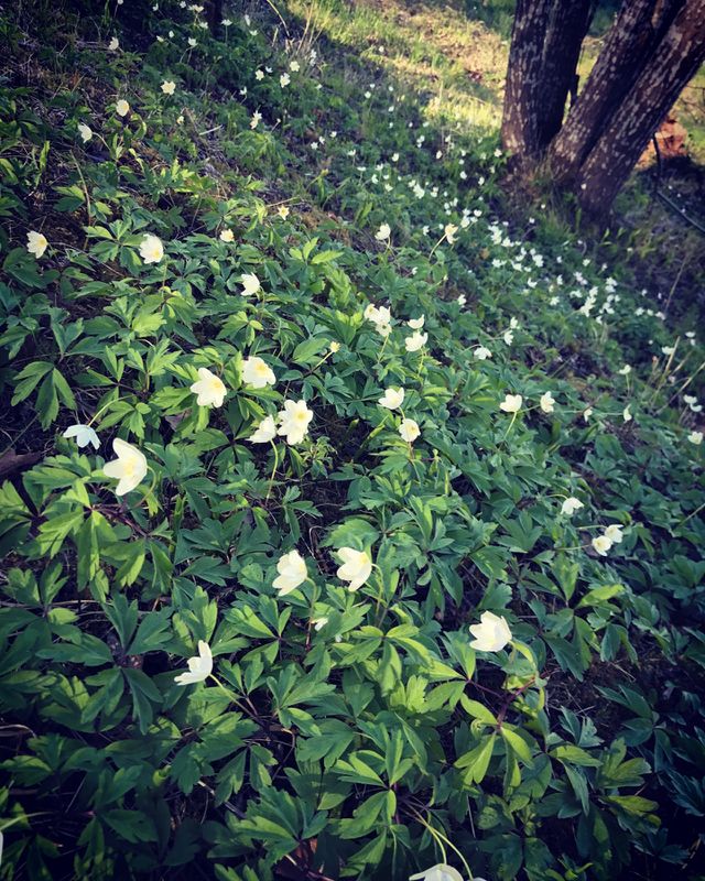 Flower nature 
