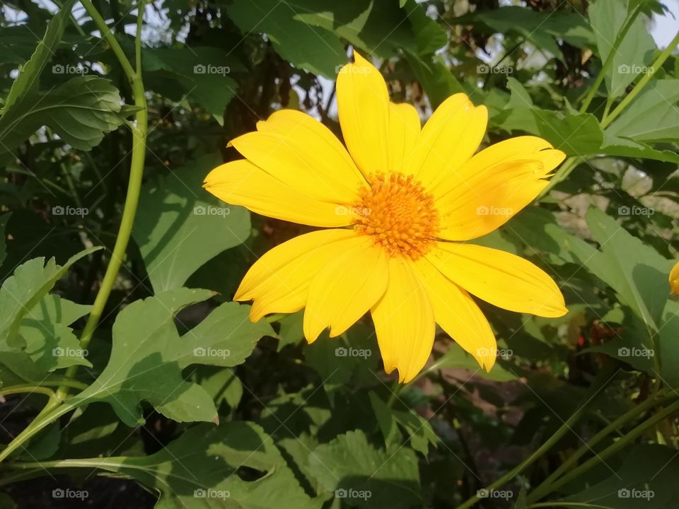 Sunflower in a bright sunny day