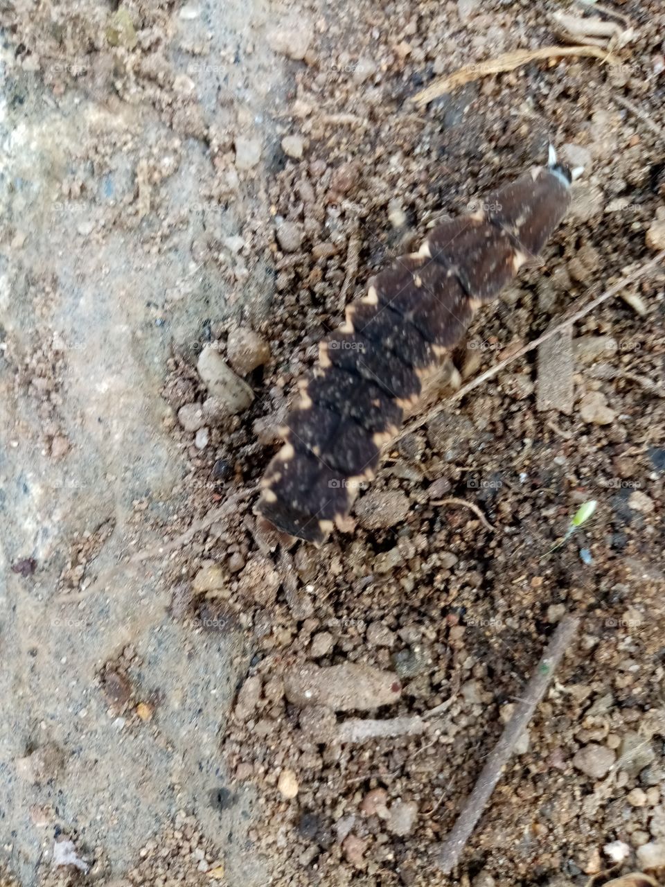 Do you know this animal who I found on my garden?