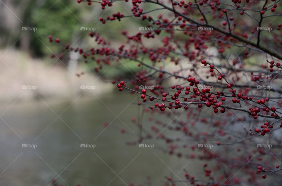 Red berry on tree branch