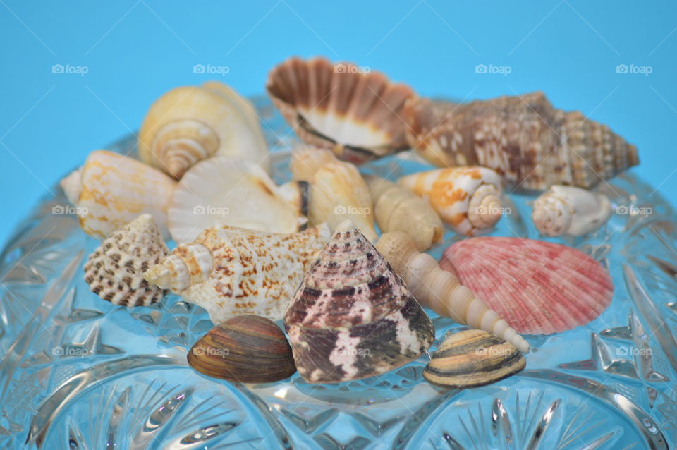 Sea Shells