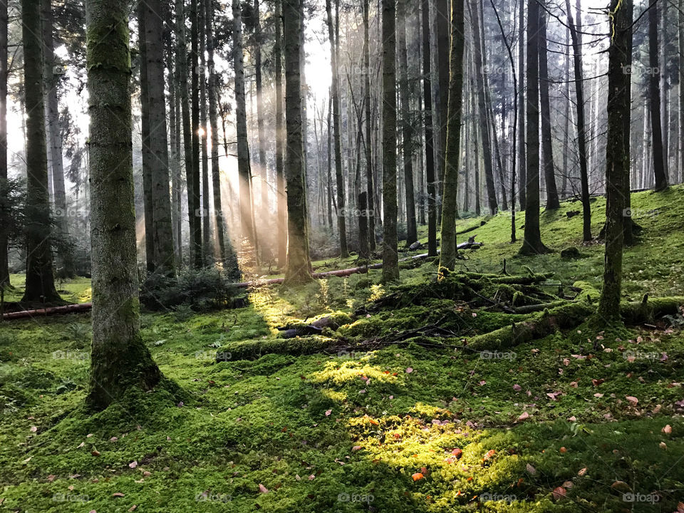 Swiss Forest 
