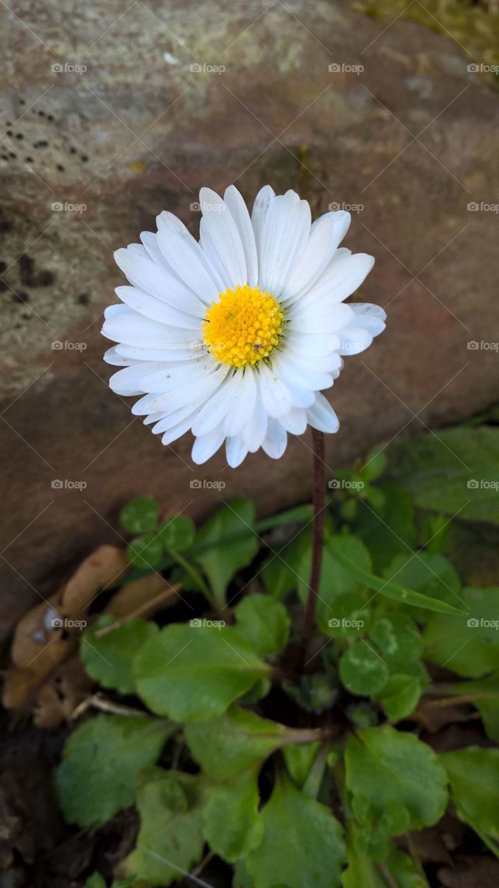 Perfect Daisy