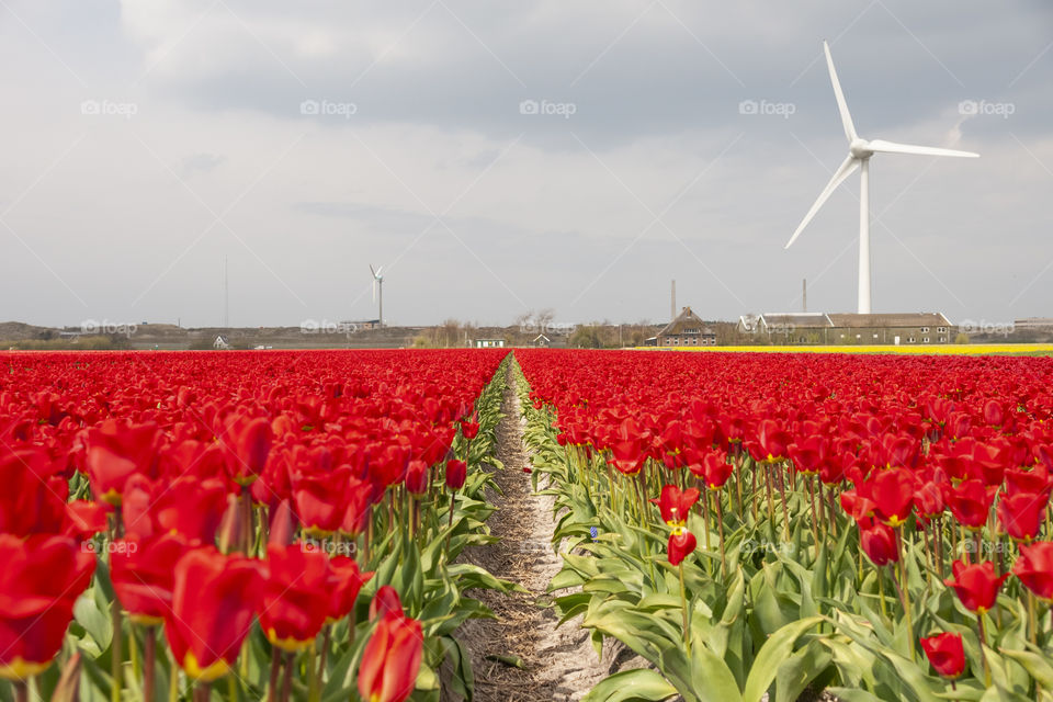 Red tulips 