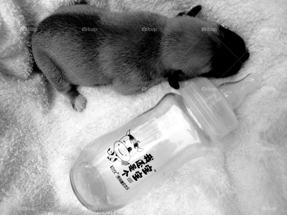 A sleeping 4-day old puppy and an 8 Oz feeding bottle in black and white. Feeding bottle was just used for photography purposes only