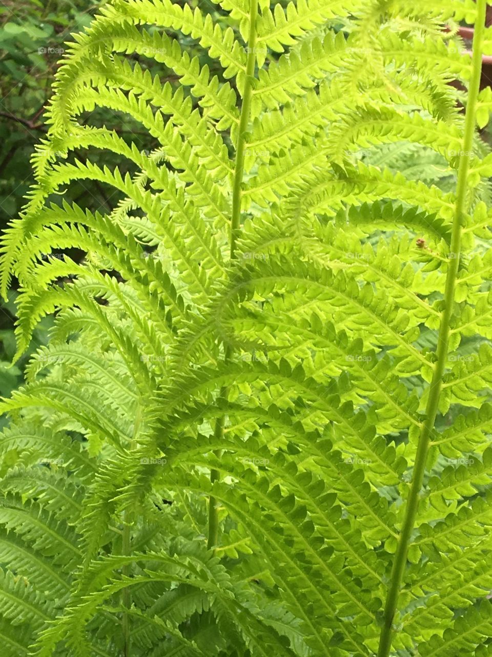 Green fern fronds 