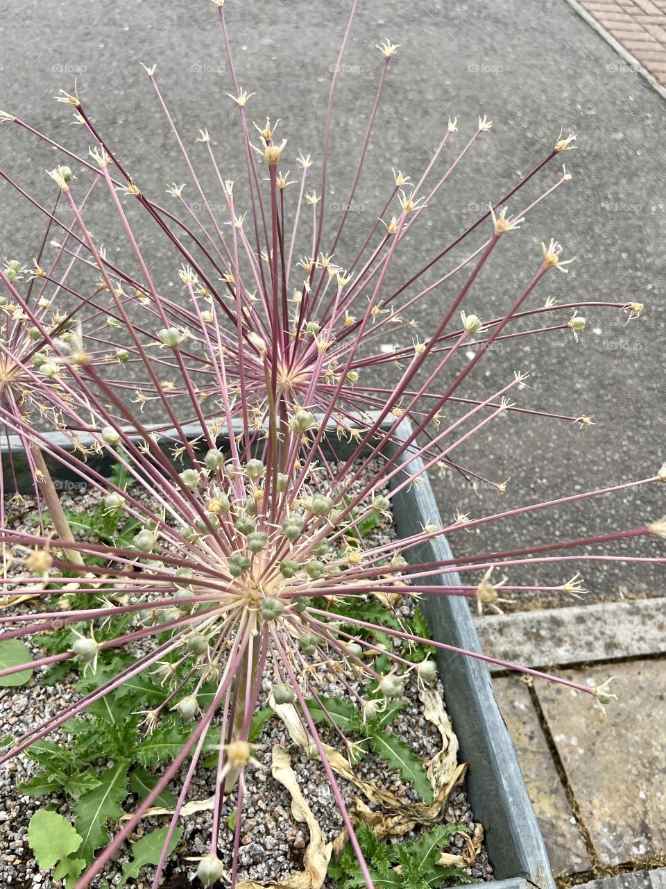 Pretty Flowers at work 🌸