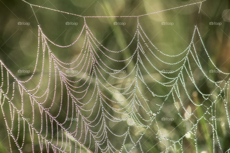 Spider web