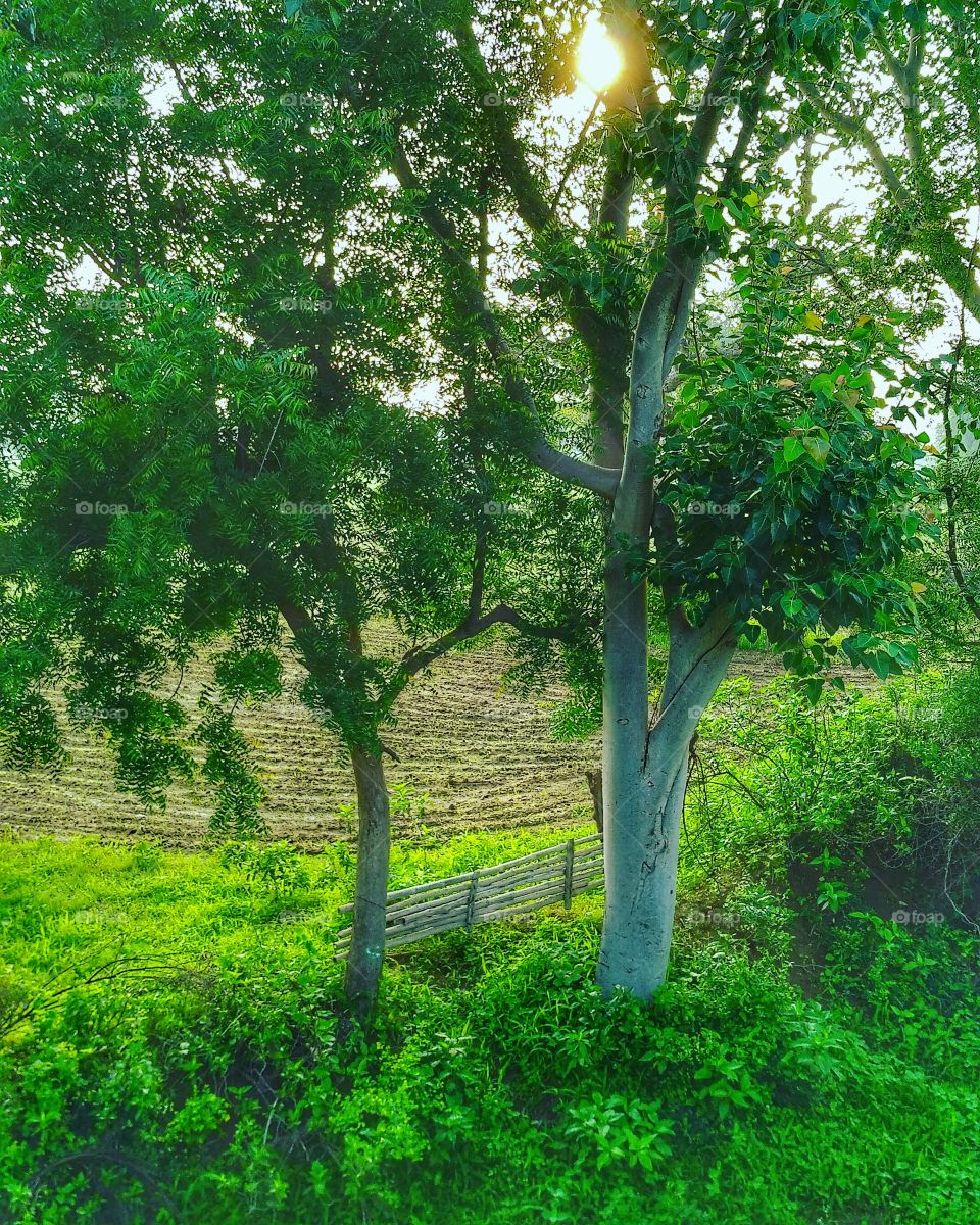 the green color stories