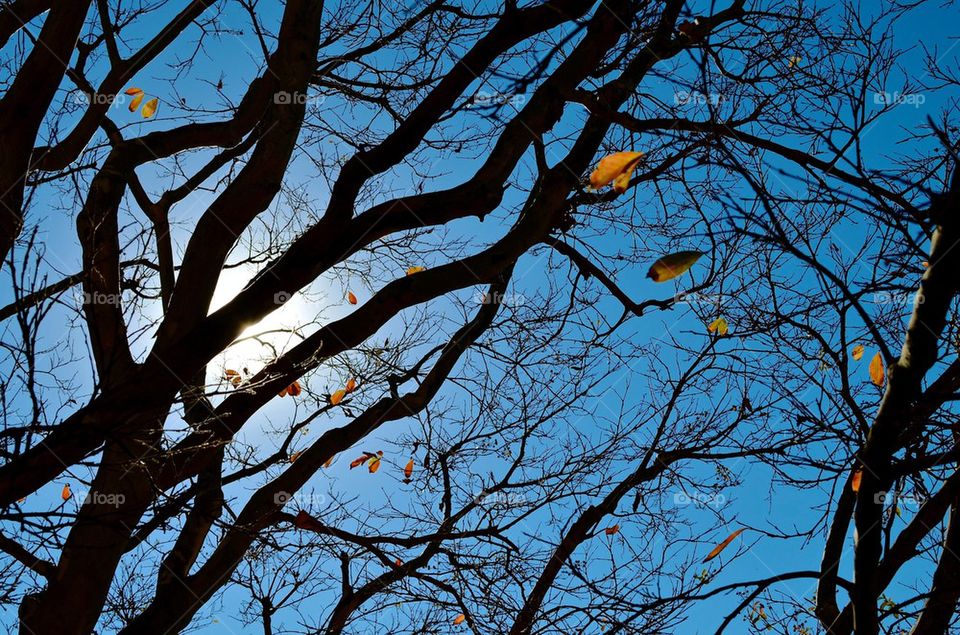 Fall Leaves Clinging