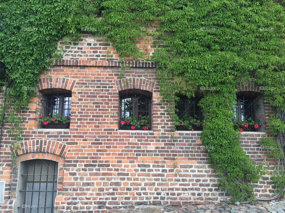 A wall covered with ivy, grated windows and flowers 