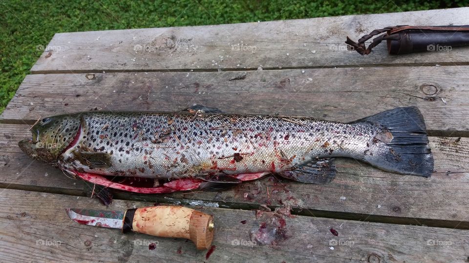 trout from river Kymi@finland