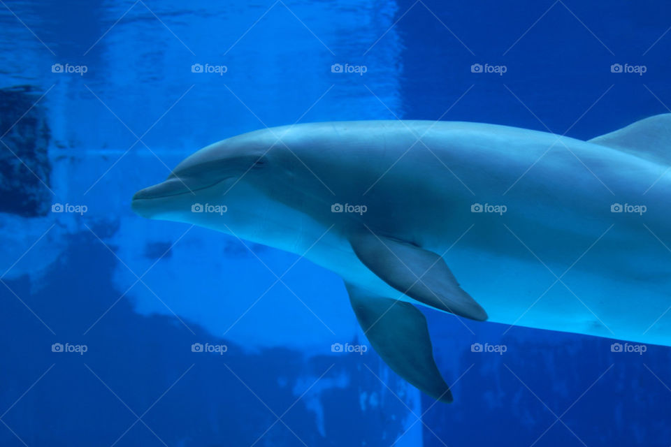 The dolphin swims in the aquarium