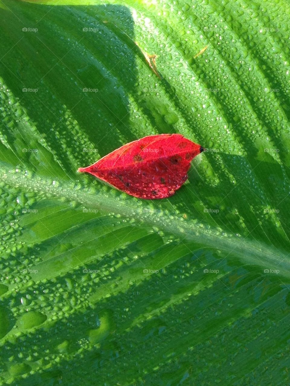 Red leaf on Canna leaf. It was a morning after a rain and I loved the contrast of colors
