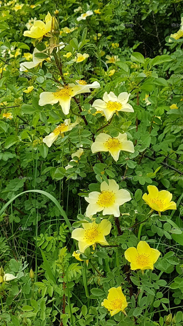 branch of yellow dog roses