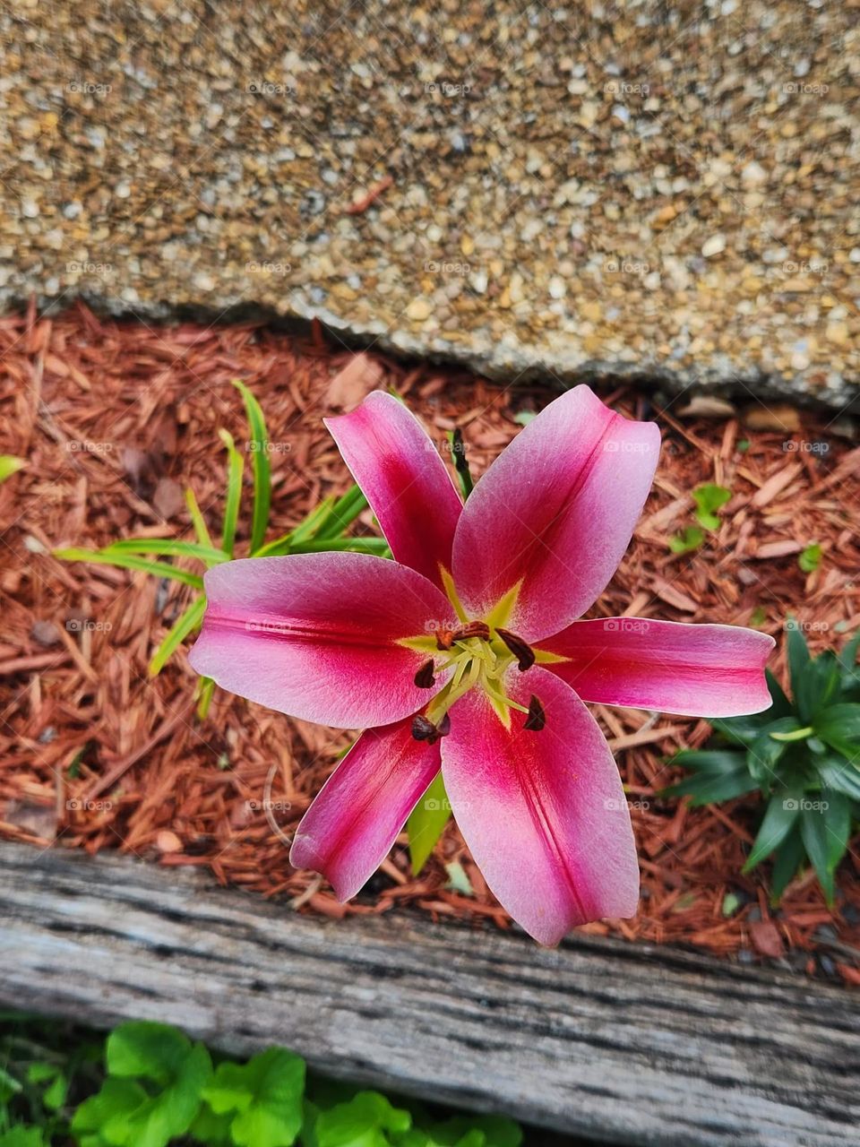 pink lilly