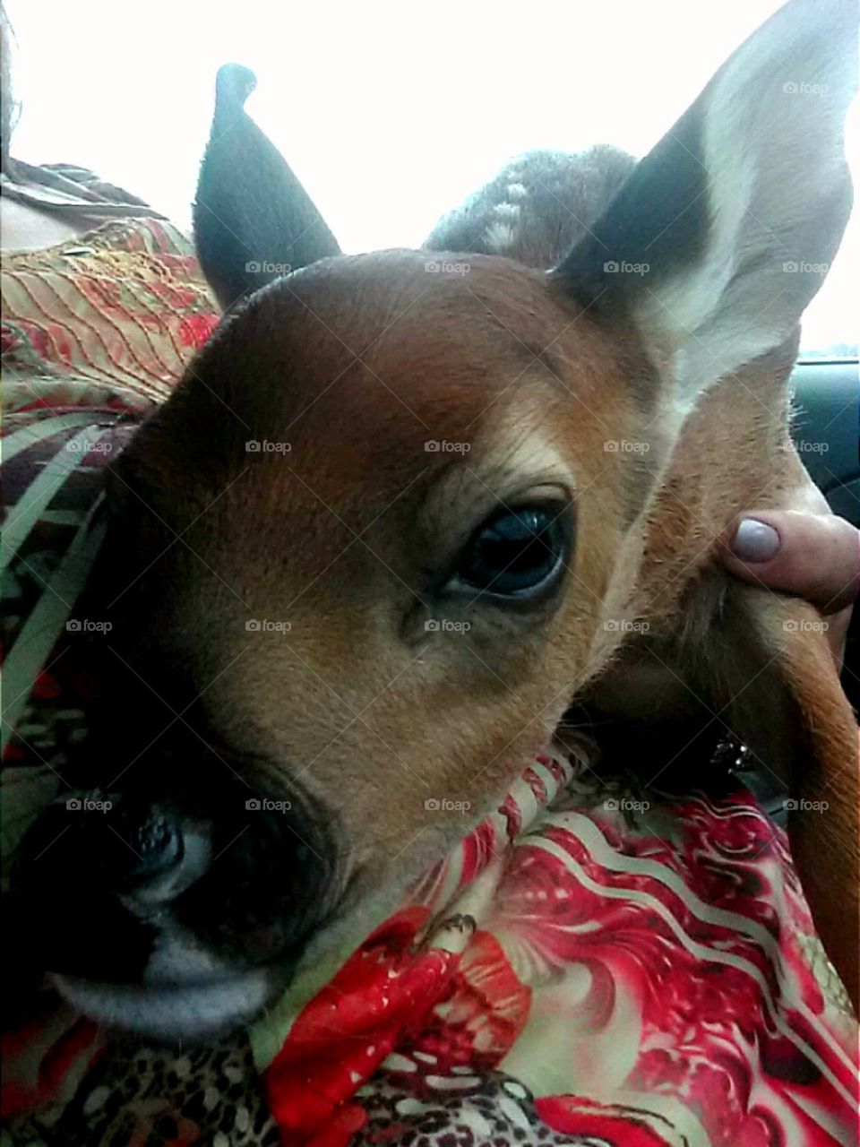 Rescued Baby Deer