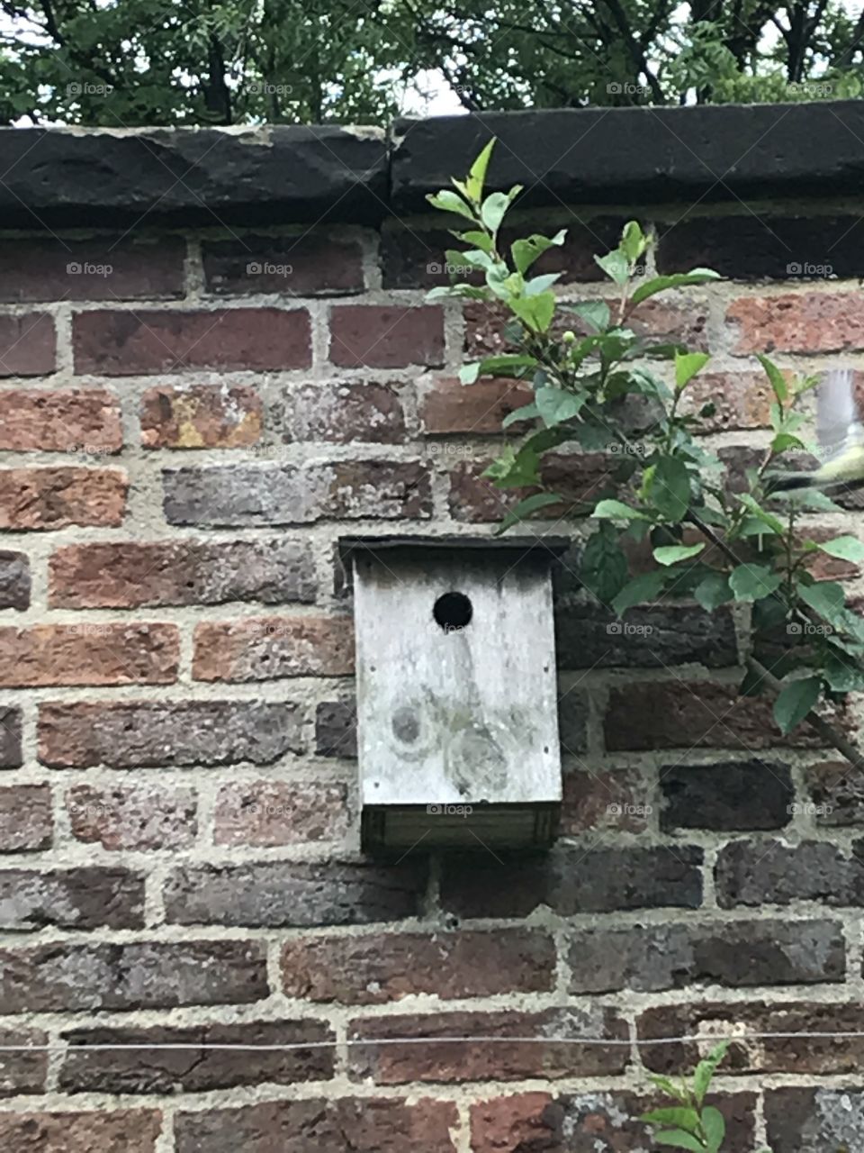 Bird box 