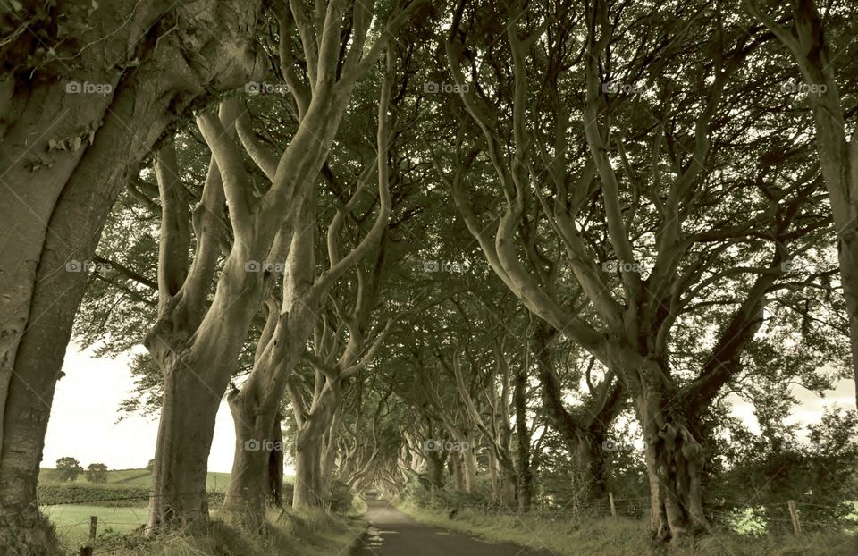 Ancient trees in Irey