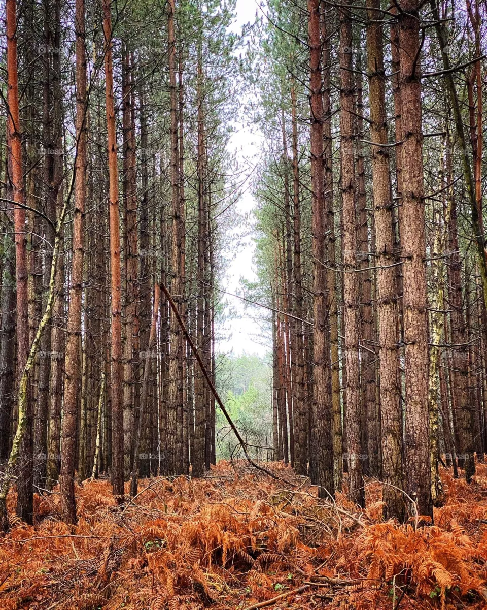 Hugging trees