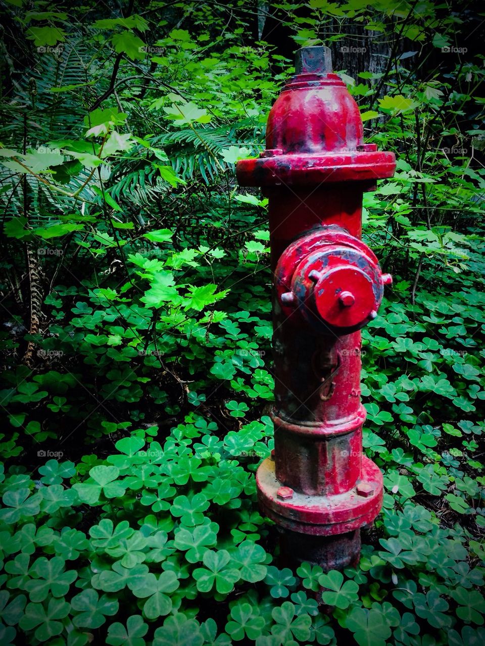 Fire Hydrant