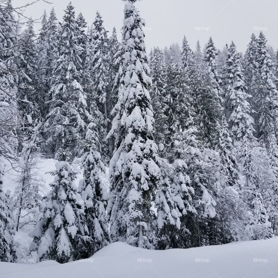 mountain of snow covered trees