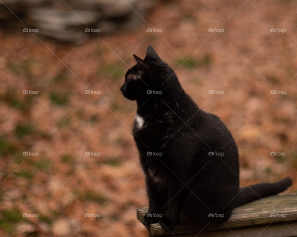 Black cat looking over a Autumn Leaf covered lawn