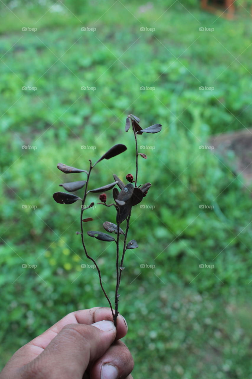Hand Dry grass. treatment. natural product. natural vitamins and herbs. lingonberry tea. Dry, warm background, nature, naturalness, useful, rare grass
