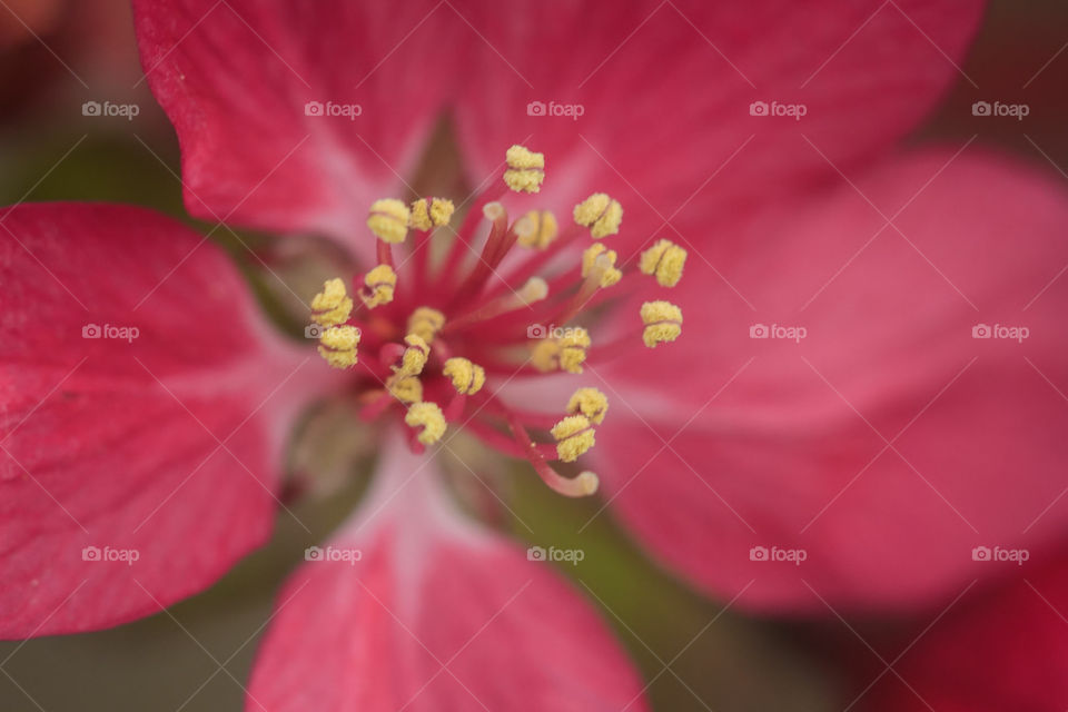 flower from crab apple tree