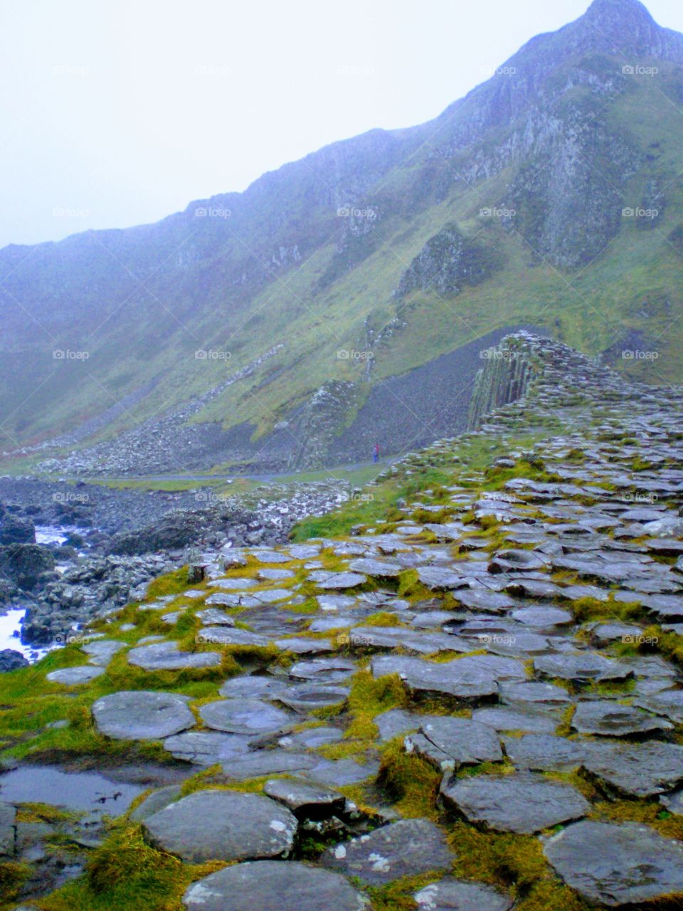 Moss covered stones at Giant's Causeway