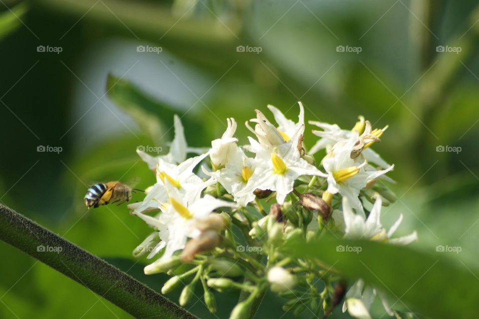 bee